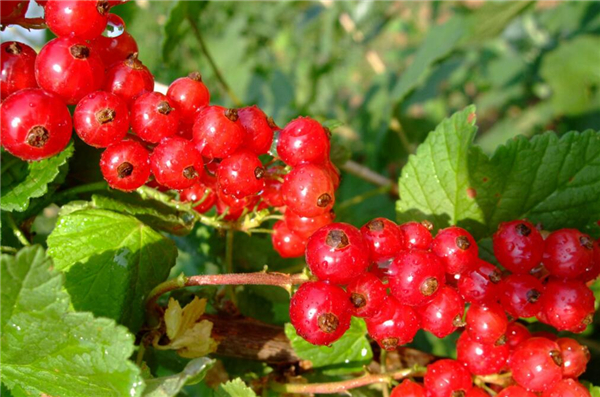 41种不常见的奇葩水果 罕见的水果图片和名字