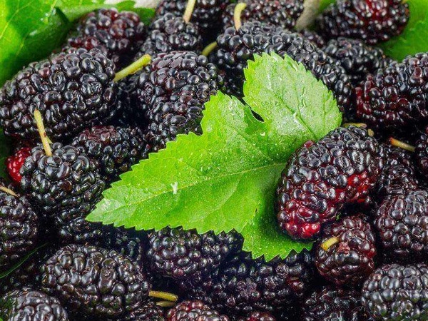 100945211.jpg 100945211.jpg