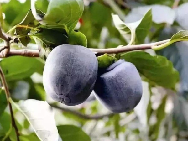 094221331.jpg 094221331.jpg