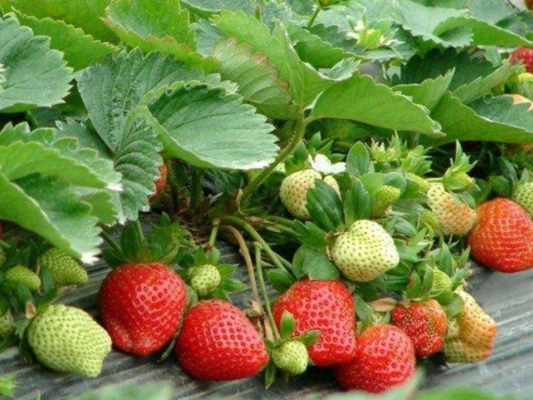 155659621.jpg 155659621.jpg